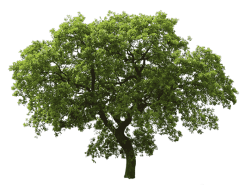 Apple tee with green leaf, tree branch, tree png