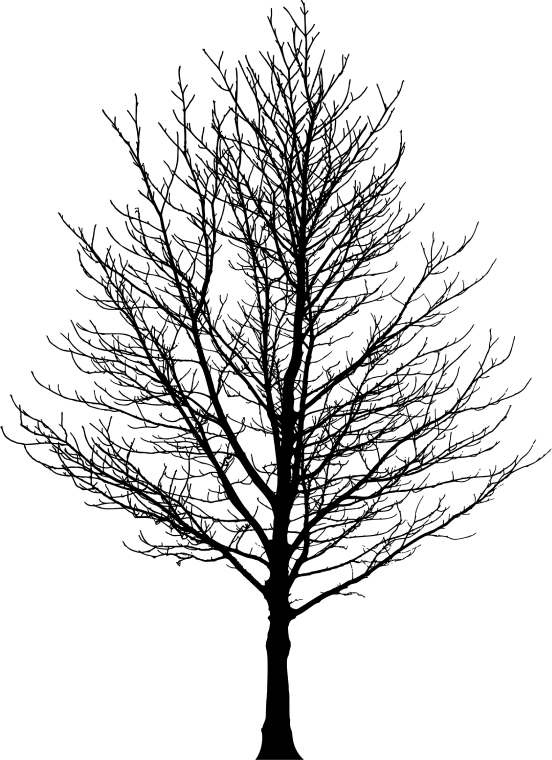 Black withered tree art, Tree sugar maple illustration