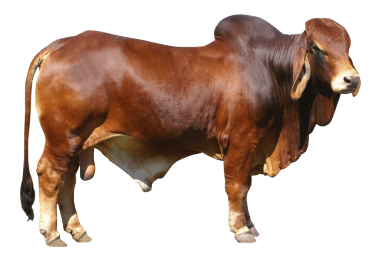 Cattle Ox Bull background png image