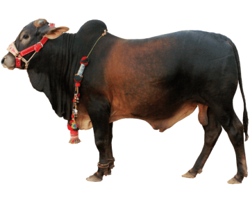 Cattle Ox Qurbani animals background png image