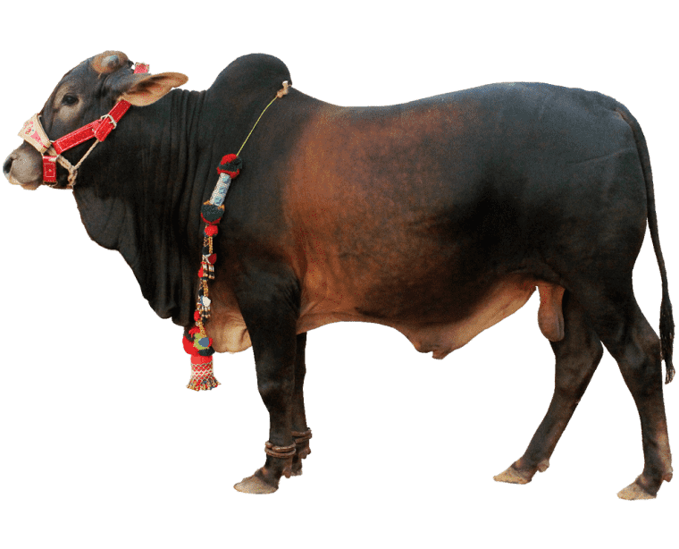 Cattle Ox Qurbani animals background png image