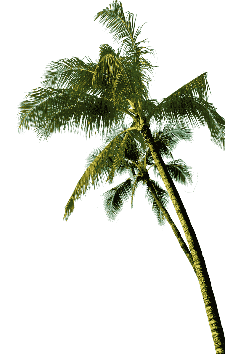 Coconut asian palm tree, coconut tree, Long coconut tree