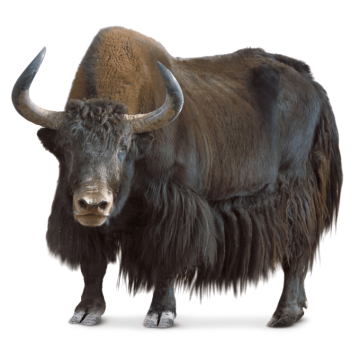 Domestic yak tibet cow background png image