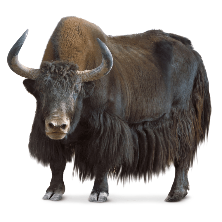 Domestic yak tibet cow background png image