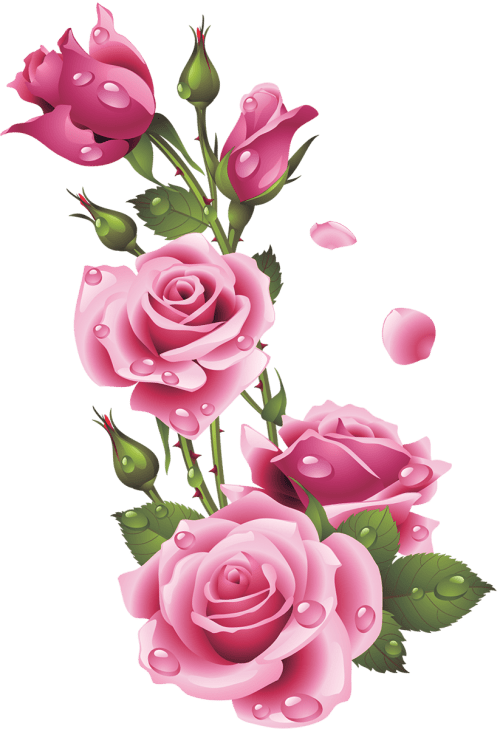 Floral design Pink Centifolia roses Flower, Rose png