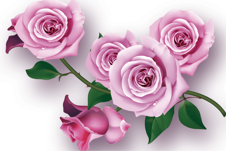 Garden roses Flower, Rose png transparent image, rose