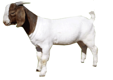 Goat Sticker background png image