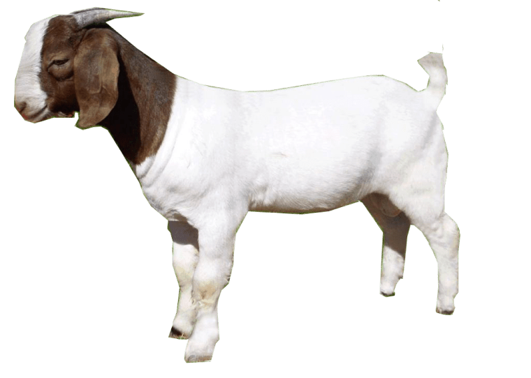 Goat Sticker background png image