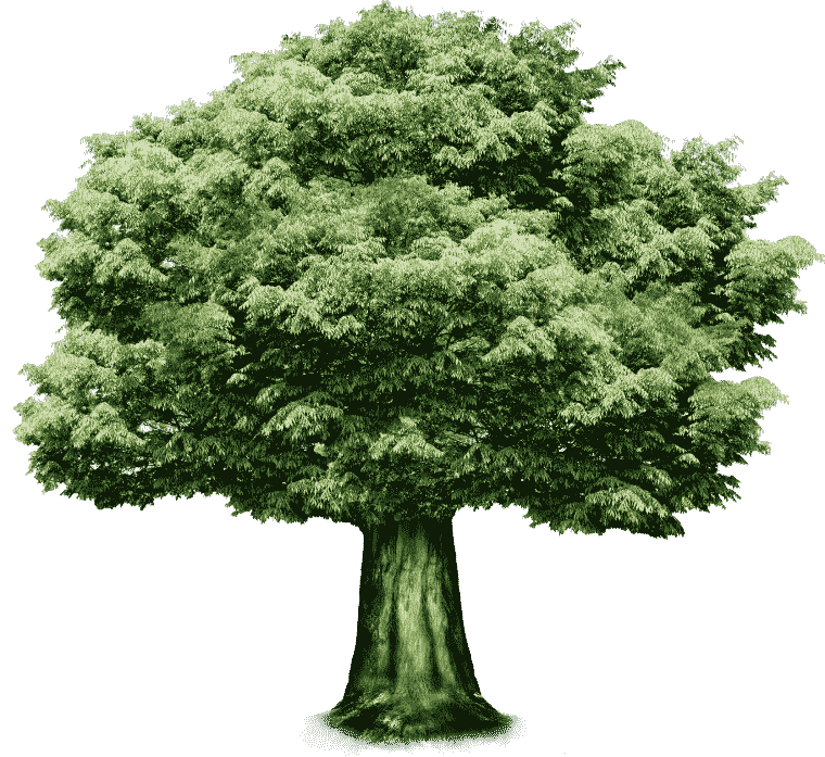 Green Natural Large Tree, leaf, Woody Tree PDF