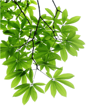 Green leafe tree, Leaf branch tree naturally, tree plant