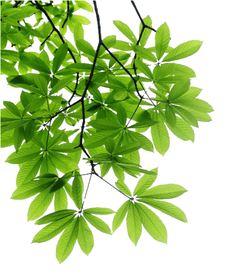 Green leafe tree, Leaf branch tree naturally, tree plant
