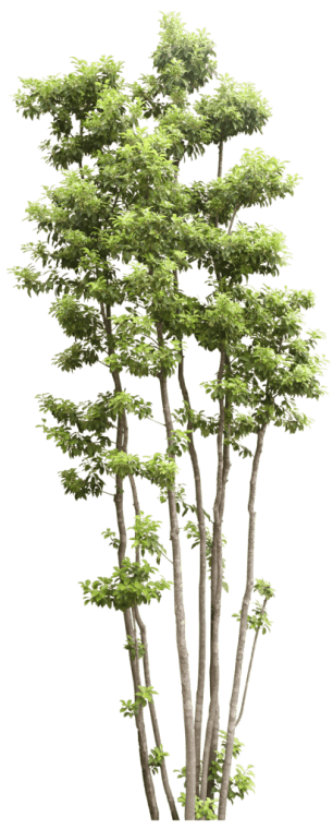 Green leafed tree, Tree Shrub Transparency Trees