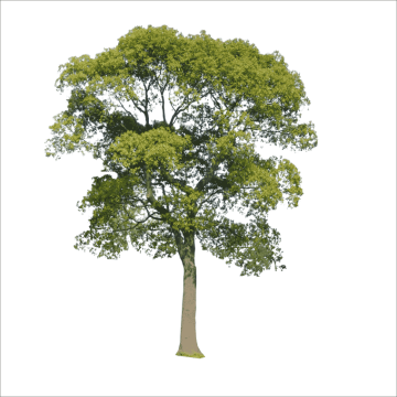 Green leaves in tree illustration, Trees leaf, Tree Branch