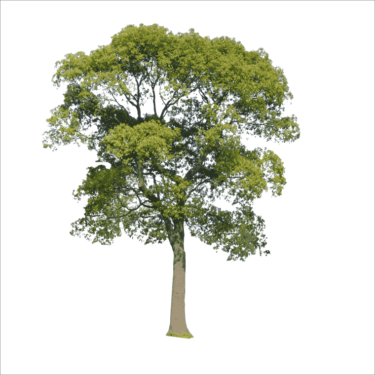 Green leaves in tree illustration, Trees leaf, Tree Branch