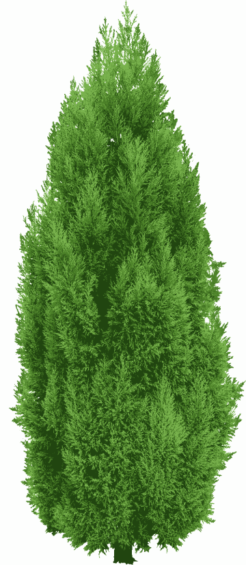 Green spruce tree,Tree Evergreen, garden trees, spruce