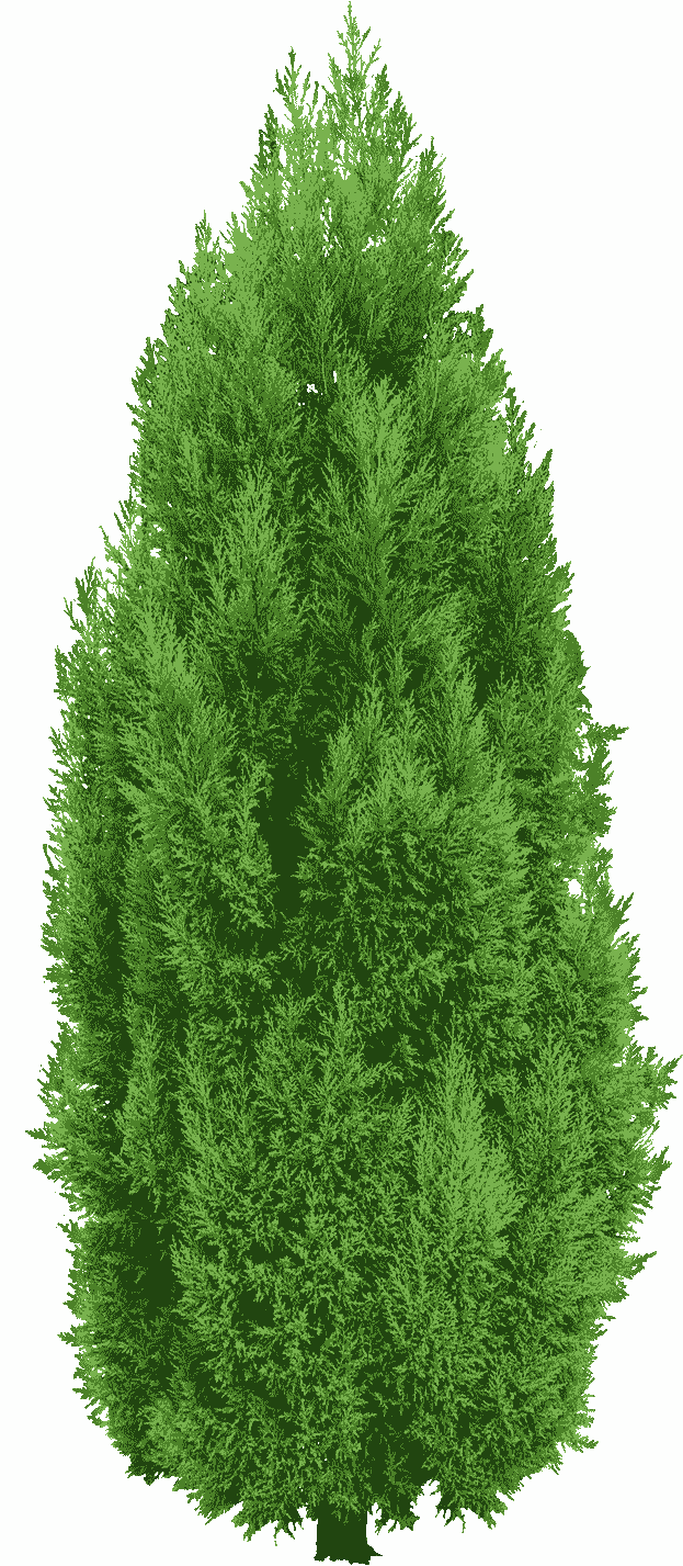 Green spruce tree,Tree Evergreen, garden trees, spruce