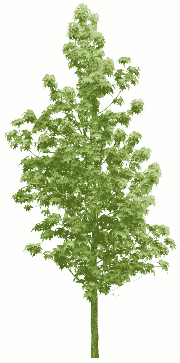 Green tree, Tree Forest Vegetation, Forest trees, leaf png