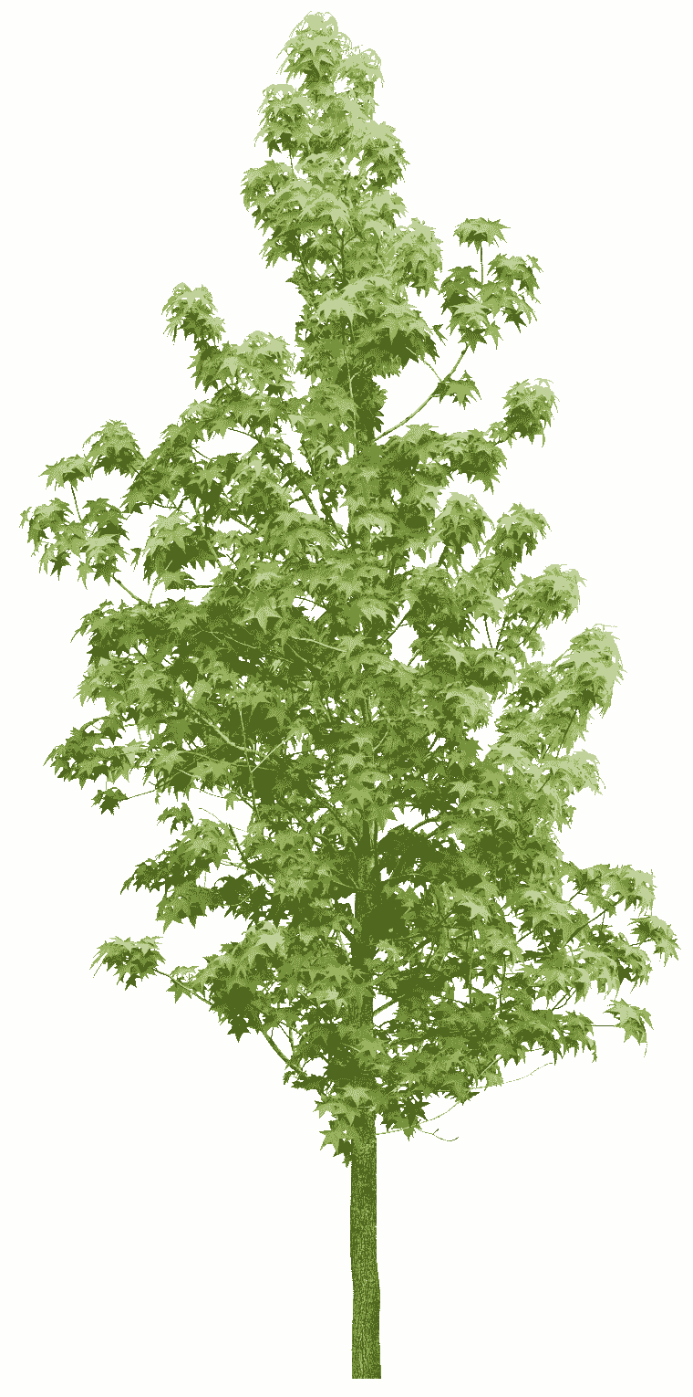 Green tree, Tree Forest Vegetation, Forest trees, leaf png