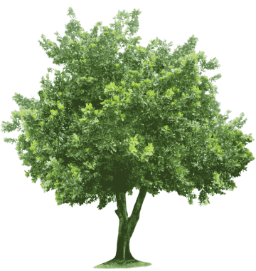Green tree illustration, Tree Root, tree, leaf with tree png