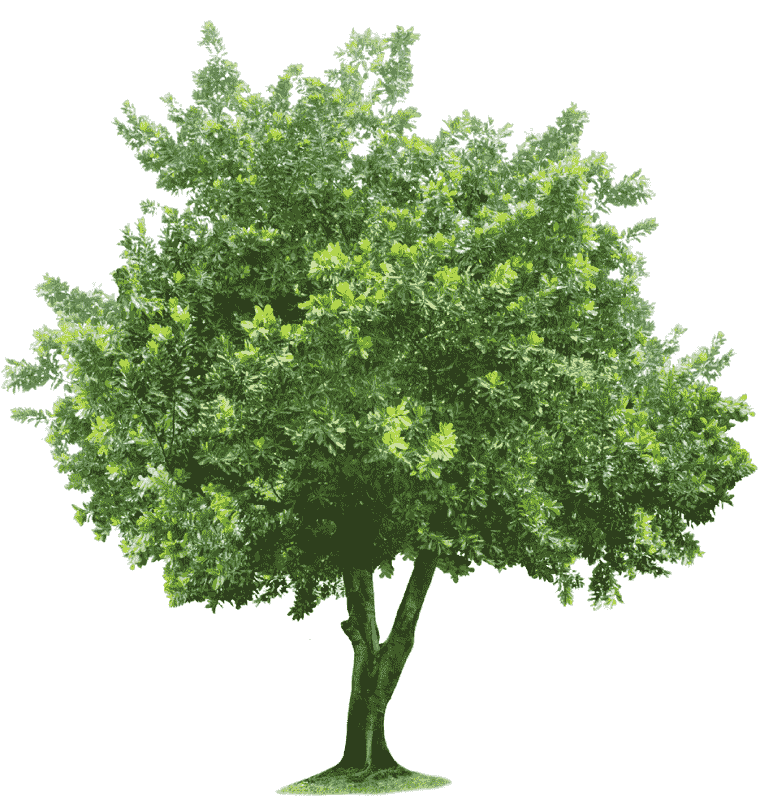 Green tree illustration, Tree Root, tree, leaf with tree png
