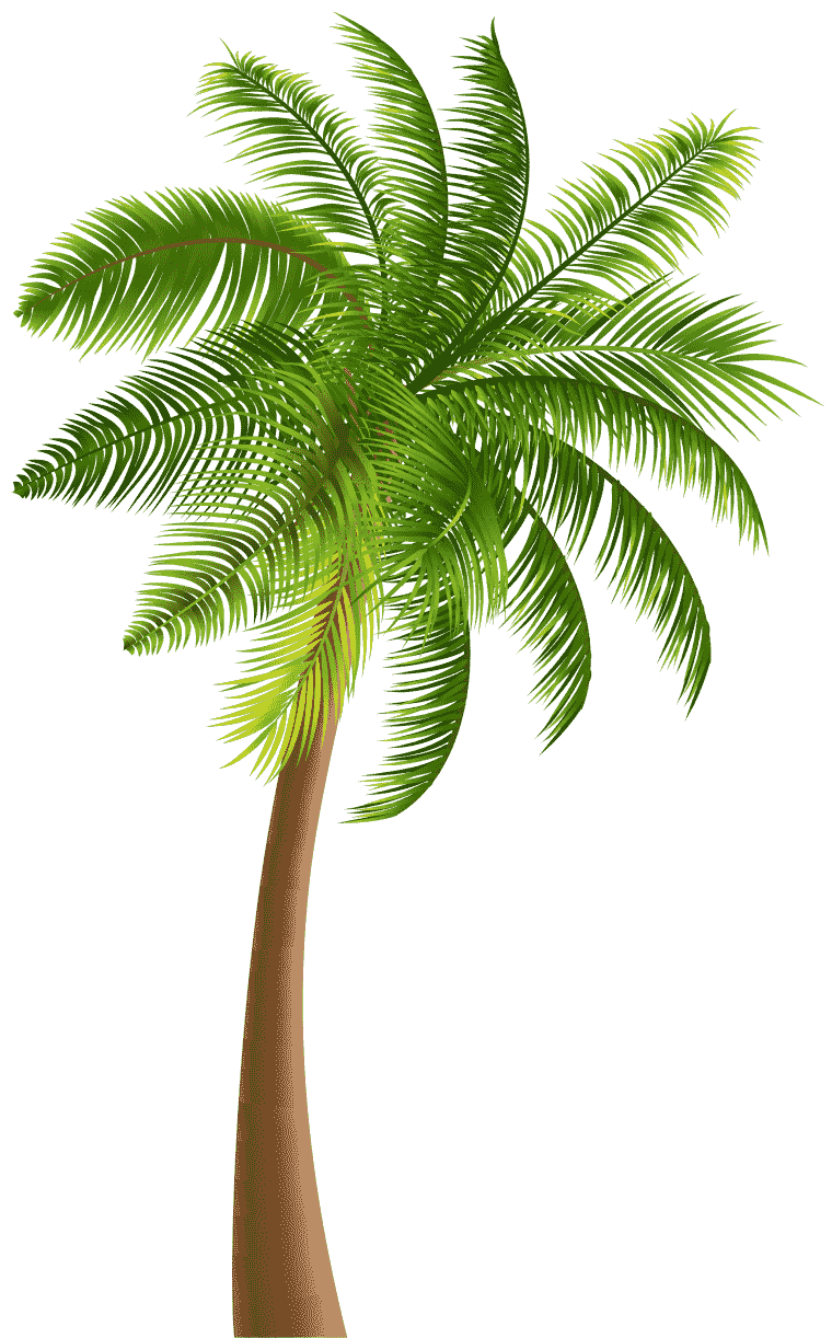 Illustration of palm tree, coconout tree, palm leaf png
