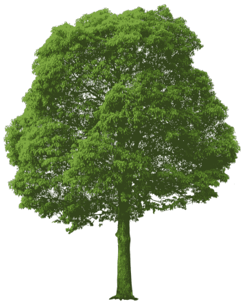 Large Green Tree, green tree illustration, leaf png