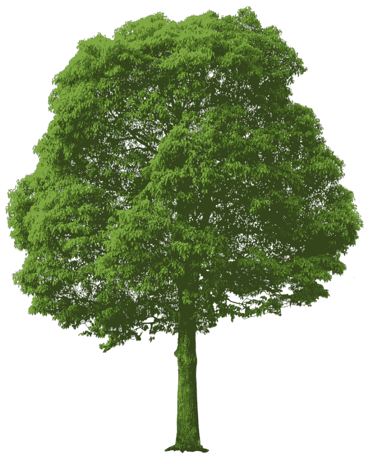 Large Green Tree, green tree illustration, leaf png