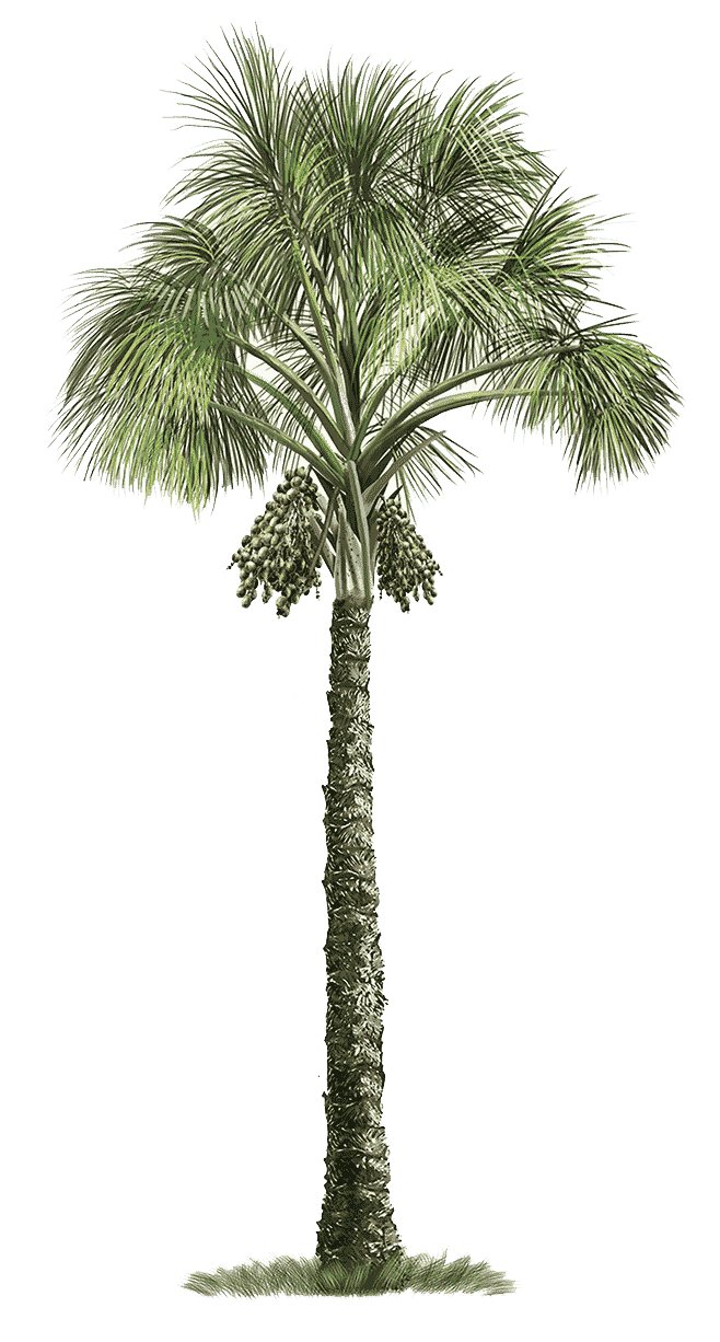 Mauritia flexuosa arecaceae tree, palm tree