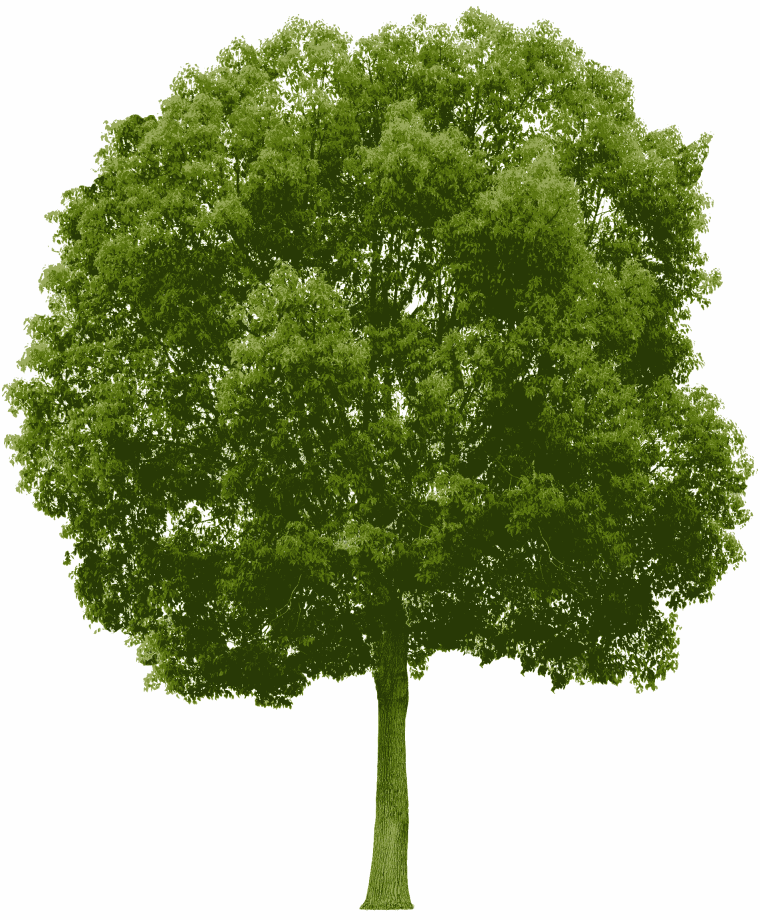 Natural Green Tree Plant, Real Green Color Tree