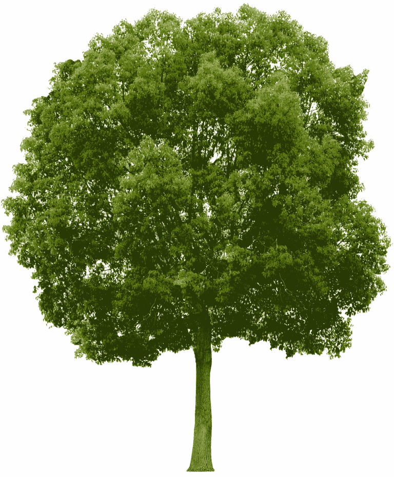 Natural Green Tree Plant, Real Green Color Tree - PNGArc