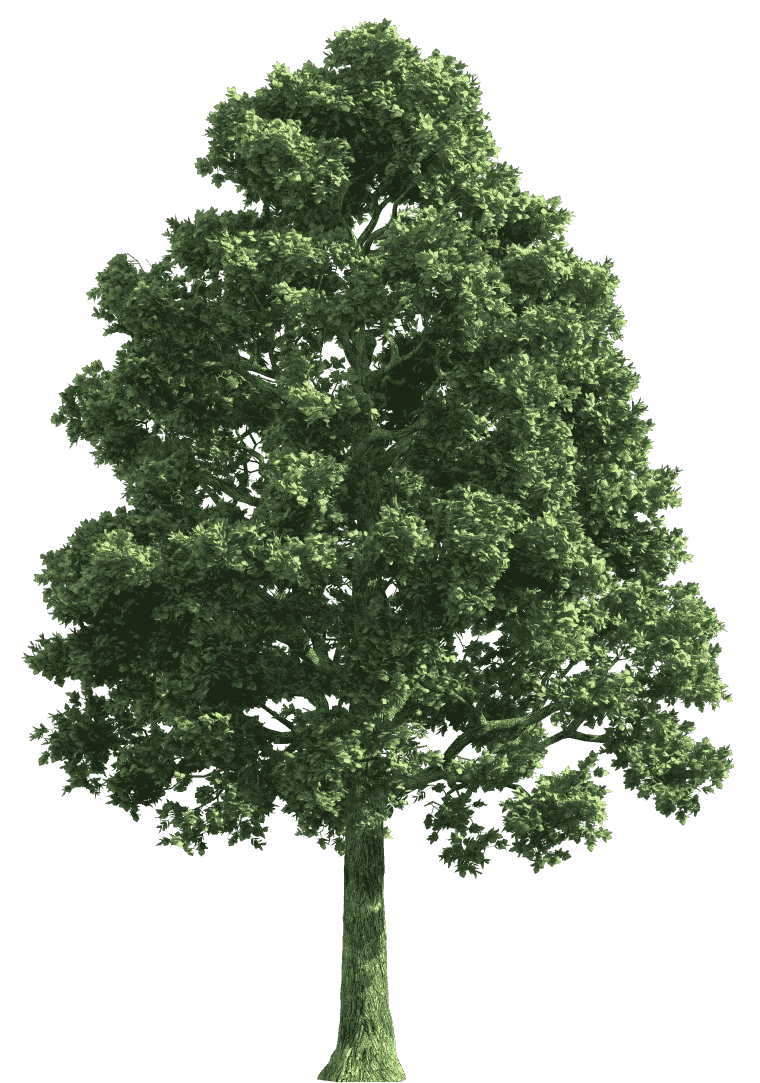 Natural tree, tree's leaf, branch of tree , biome tree png