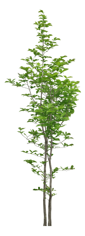 New Tree Plant, Tree Of Flower, Green Color Small Tree