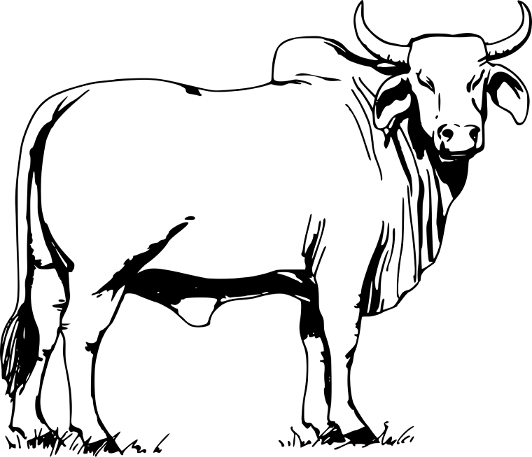 Ox brahman cattle bull background png image