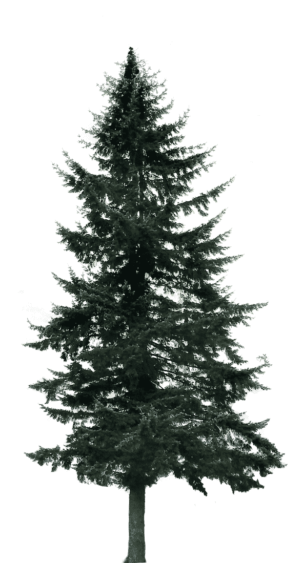 Pine tree, large pine tress, orginal pine tree png