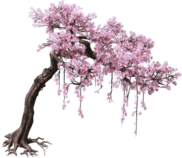 Pink and cherry blossom tree, Purple Leaf Tree Png