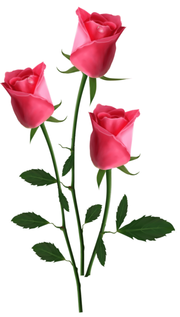 Pink flowers Rose, Beautiful Pink Roses, pink rose