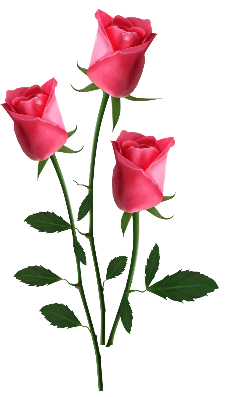Pink flowers Rose, Beautiful Pink Roses, pink rose