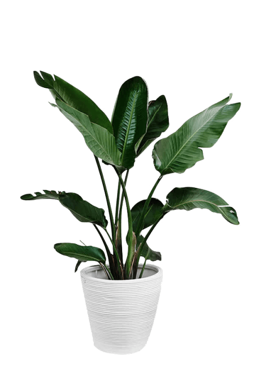Plant Leaf, Palm branch, Potted green plants, green tree