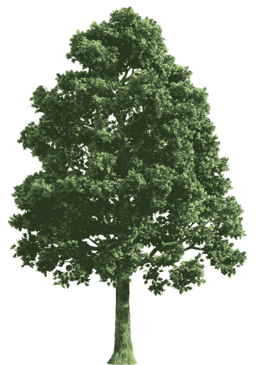 Real tree plant , green leaf, branch, biome tree png