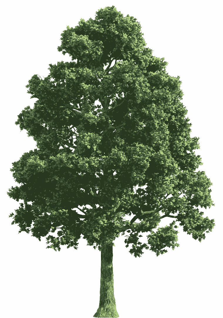 Real tree plant , green leaf, branch, biome tree png