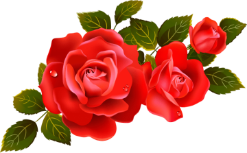 Rose Flower, Rose png transparent image, Red Roses