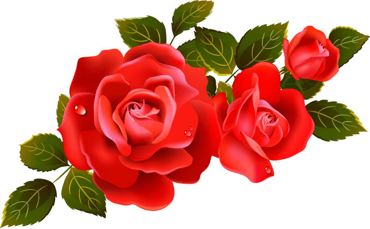 Rose Flower, Rose png transparent image, Red Roses
