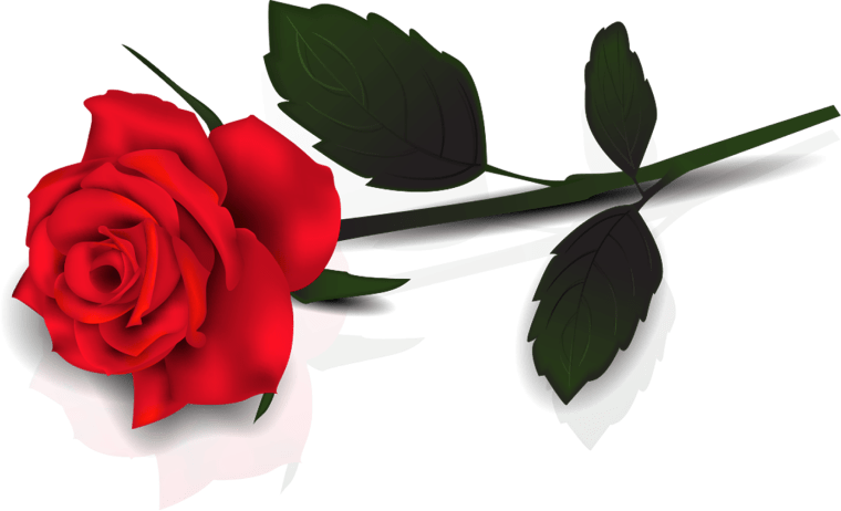 Rose, Lovely Red Rose, red rose, flower Arranging