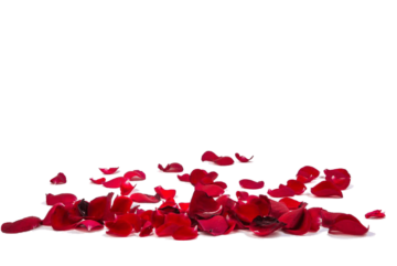 Rose Petal Flower, Red rose petals, red rose petals
