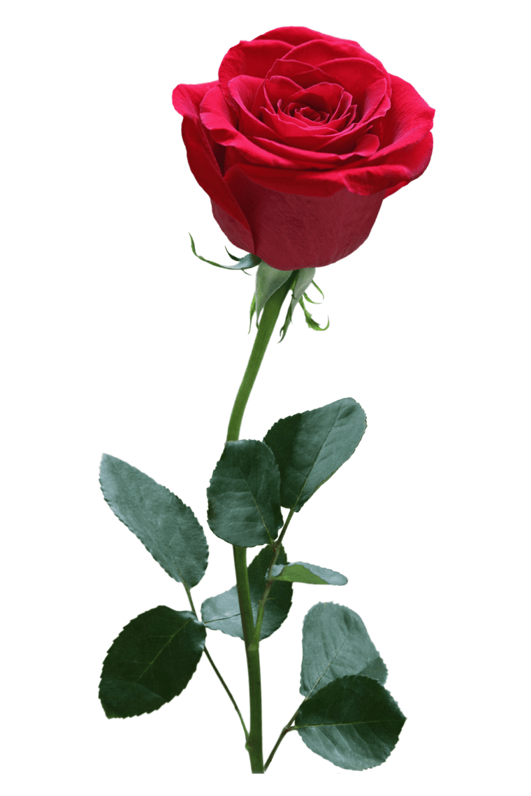 Rose Red, rose, flower Arranging, artificial Flower