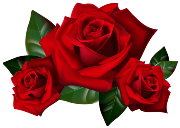 Rose, rose, flower Arranging, floribunda, flower png