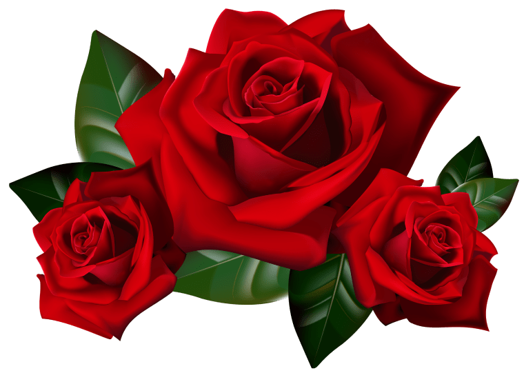 Rose, rose, flower Arranging, floribunda, flower png