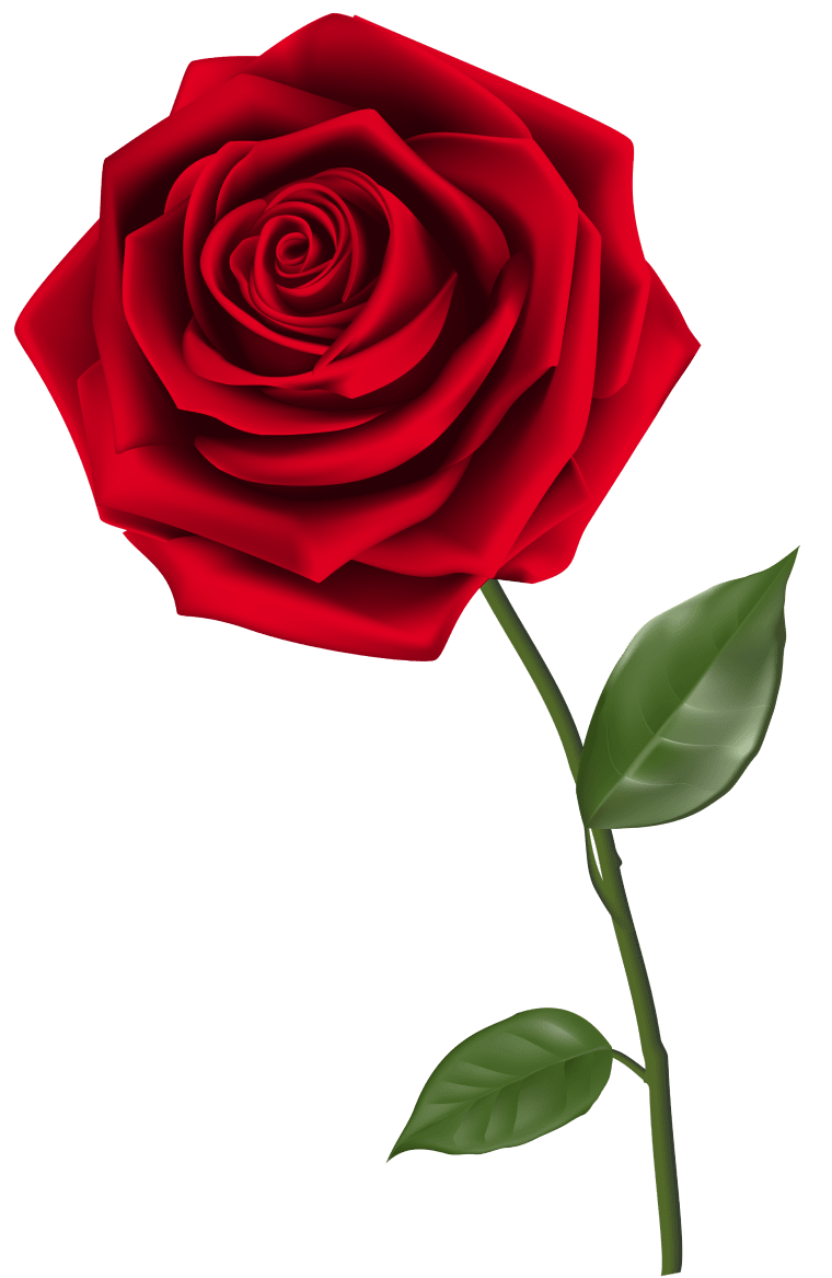 Rose, Single Red Rose, red rose, flower Arranging