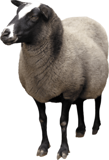 Sheep Goat background png image
