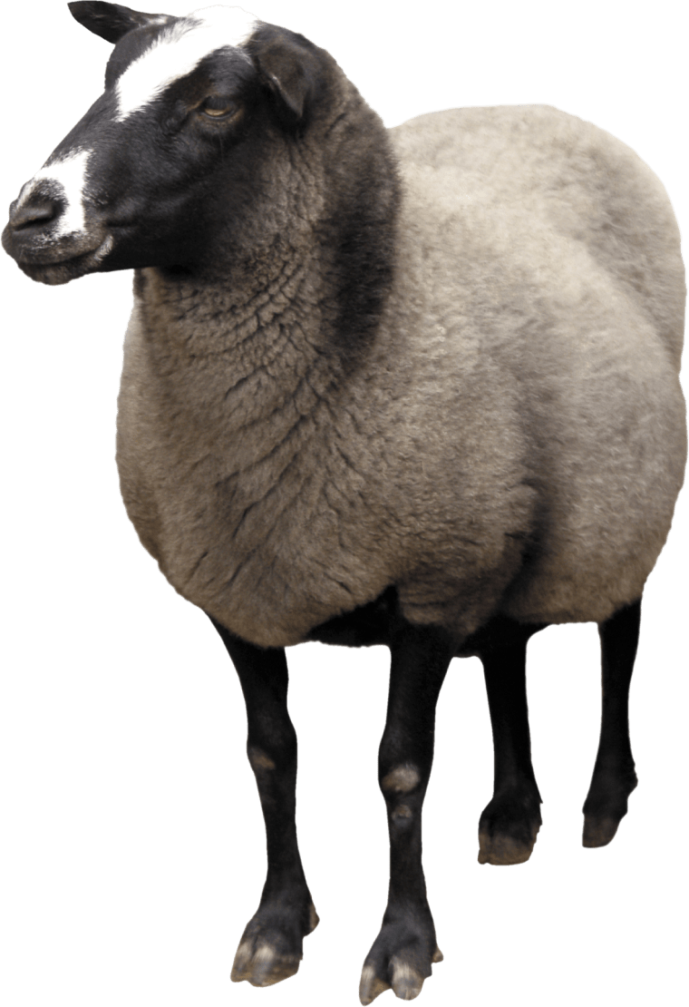 Sheep Goat background png image